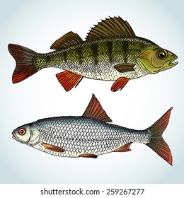 Realistic freshwater fishes - a common roach (Rutilus) and a perch. Vector illustration.