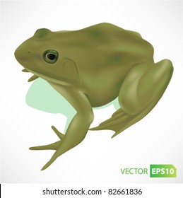 Realistic Frog