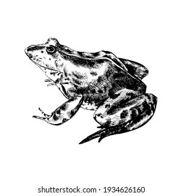 20,172 Black white frog Images, Stock Photos & Vectors | Shutterstock