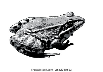 Realistic frog vector illustration in black and white, detailed amphibian artwork isolated on dark background, perfect for biology, wildlife, or educational nature-themed design projects.