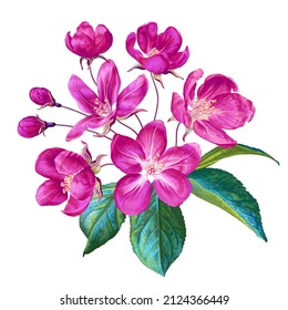 Realistic fruit tree branch.Vector branch with pink spring apple tree flowers. Detailed hand drawn clip art element isolated on white for your design, cards, advertising, social media posts, textile