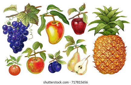 Realistic fruits set. Pineapple, grapes, apples, plum, mandarin, pear, mango isolated on white background. Vector illustration art. Hand drawing. Kitchen design for health food stores, markets, menus.