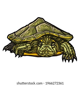 Realistic and full color drawing of a sea turtle on a white background in a clean style. Vector illustration.