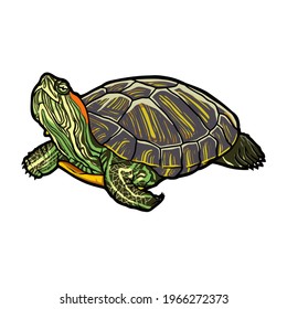 Realistic and full color drawing of a sea turtle on a white background in a clean style. Vector illustration.