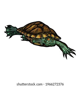 Realistic and full color drawing of a sea turtle on a white background in a clean style. Vector illustration.