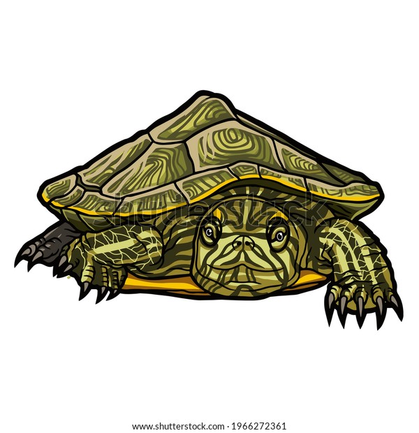 Realistic Full Color Drawing Sea Turtle Stock Vector (Royalty Free ...