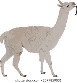  Realistic full-body alpaca illustration on a white background, perfect for creative projects and designs.