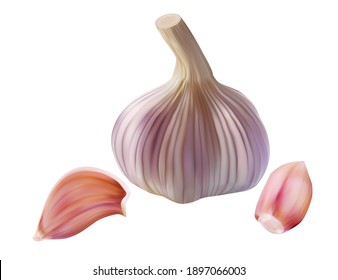 Realistic garlic bulb and clove isolated on white. Vector illustration of spice seasoning plant.