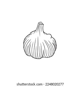 Realistic garlic illustration in black isolated on white background. Hand drawn vector sketch illustration in doodle engraved vintage outline style. Spice,vegetable, ingredient, tasty, healthy food