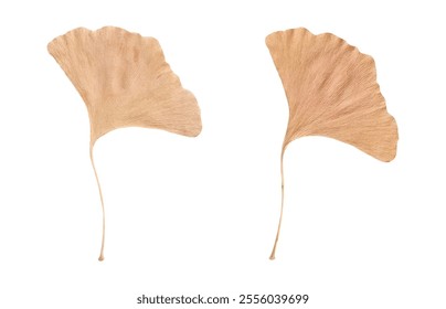 Realistic Ginkgo Biloba leaf isolated on white background