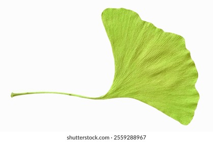 Realistic Ginkgo Biloba leaf isolated on white background