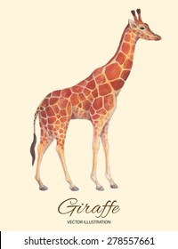 Realistic giraffe hand drawn watercolor and colored pencils vector illustration
