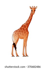 Realistic giraffe isolated