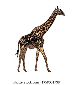Realistic giraffe isolated on white background. Hand-drawn African animal. Savannah animals.
