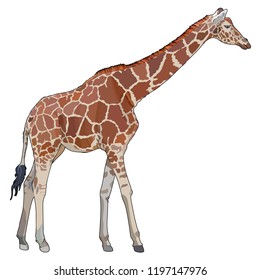 Realistic giraffe. Silhouette on the white background. Vector illustration, EPS 10