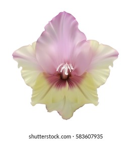 Realistic gladiolus flower