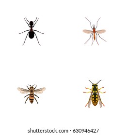 Realistic Gnat, Ant, Wisp And Other Vector Elements. Set Of Animal Realistic Symbols Also Includes Pismire, Bee, Gnat Objects.