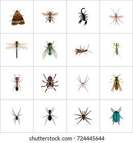 Realistic Gnat, Arachnid, Wasp And Other Vector Elements. Set Of Bug Realistic Symbols Also Includes Locust, Bee, Dor Objects.