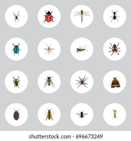 Realistic Gnat, Butterfly, Housefly And Other Vector Elements. Set Of Insect Realistic Symbols Also Includes Damselfly, Fly, Beetle Objects.