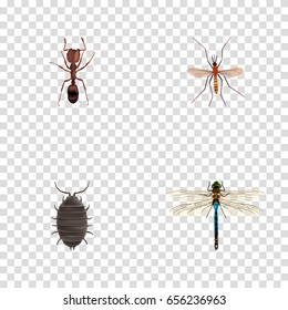 Realistic Gnat, Emmet, Dor And Other Vector Elements. Set Of Insect Realistic Symbols Also Includes Bug, Emmet, Alive Objects.