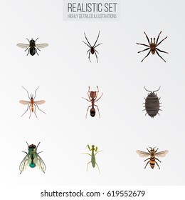 Realistic Gnat, Grasshopper, Emmet And Other Vector Elements. Set Of Bug Realistic Symbols Also Includes Jewel, Spinner, Alive Objects.