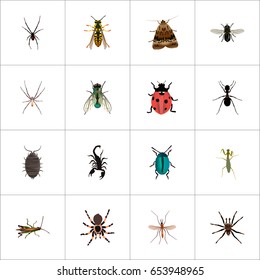 Realistic Gnat, Locust, Arachnid And Other Vector Elements. Set Of Insect Realistic Symbols Also Includes Jewel, Arachnid, Emmet Objects.