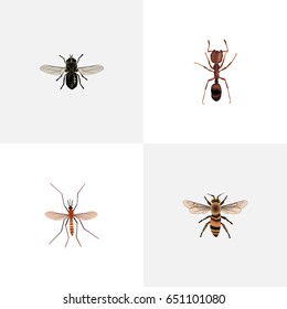 Realistic Gnat, Midge, Wisp And Other Vector Elements. Set Of  Realistic Symbols Also Includes Mosquito, Ant, Wisp Objects.