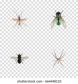 Realistic Gnat, Spider, Midge And Other Vector Elements. Set Of Bug Realistic Symbols Also Includes Fly, Alive, Mosquito Objects.