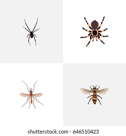 Realistic Gnat, Spinner, Wisp And Other Vector Elements. Set Of Insect Realistic Symbols Also Includes, Tarantula, Arachnid Objects.