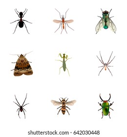 Realistic Gnat, Wisp, Housefly And Other Vector Elements. Set Of Bug Realistic Symbols Also Includes Insect, Jewel, Moth Objects.