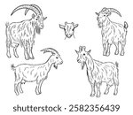 Realistic goat with long fur and big horns standing in black isolated on white. Hand drawn vector sketch illustration in doodle vintage line art style. Domestic farm animal with udder and milk