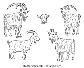 Realistic goat with long fur and big horns standing in black isolated on white. Hand drawn vector sketch illustration in doodle vintage line art style. Domestic farm animal with udder and milk