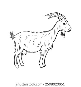 Realistic goat with long fur and big horns standing in black isolated on white. Hand drawn vector sketch illustration in doodle vintage line art style. Domestic farm animal with udder and milk