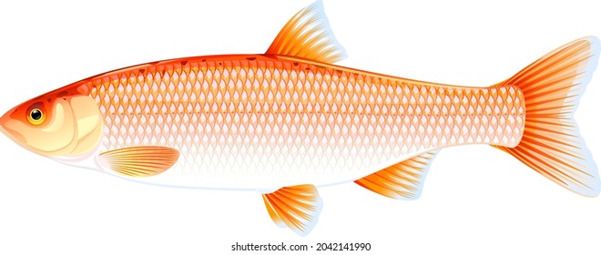 Realistic golden orfe fish isolated illustration, one freshwater fish on side view