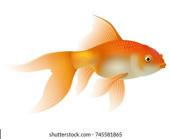 Realistic Goldfish Isolated On White Background Stock Vector (Royalty ...