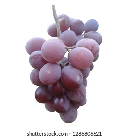 Realistic grape branch, vector illustration