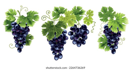 Realistic grape branches composition with set of vine clusters with fresh leaves isolated on blank background vector illustration