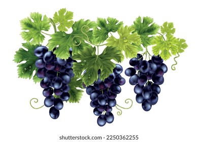 Realistic grape composition with isolated view of hanging bunches of dark blue vine with green leaves vector illustration