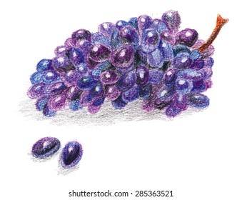 Realistic grape drawn by color pencils isolated on white background.