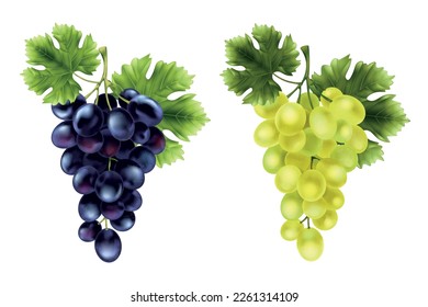 Realistic grape set with two isolated images of grape bunches with blue and green vine berries vector illustration