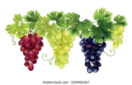 Realistic grapes composition with isolated view of hanging clusters of different colorful grapes on blank background vector illustration