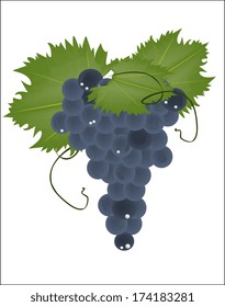 realistic grapes on a white background