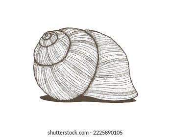 Escarcha de caracol vitícola realista aislada. Ilustración detallada. Vector dibujado a mano. Sombra extraíble.