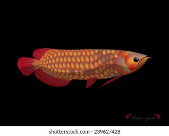 realistic graphic desugn vector of red arowana on black background