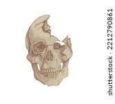 A realistic graphic illustration of a quarterly broken skull in an isolated white background - EPS 10 vector
