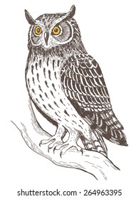 Realistic graphic image of owl, vector illustration