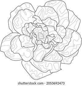 Realistic graphic peony flower sketch template. Cartoon chinese rose vector illustration in black and white for games, background, pattern, decor. Print for fabrics. Coloring paper, page, story book