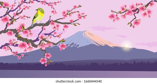 Realistic graphics of Uguisu and Sakura on a background of Fuji. Japanese Nightingale on a branch of blossoming cherries. Vector illustration of Bush Wabler. Fudjiyama in the sun.