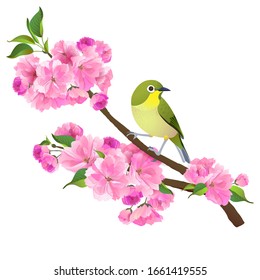 Realistic graphics of Uguisu and Sakura on a white background. Japanese Nightingale on a branch of blossoming cherries. Vector illustration of Bush Wabler.