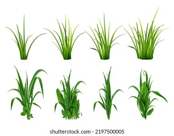 Realistic grass bushes. Green fresh plants, garden seasonal spring and summer greens and herbs, botanical sprout vector isolated set. Natural lawn meadow bushes, floral vegetation border	